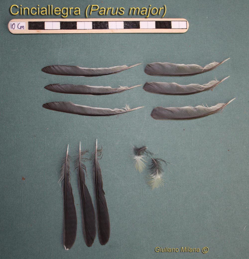 Penne: Cinciallegra